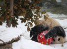 Панды Фа Фа, Бин Син, Бин Хуа и Пу Пу были вне себя от радости, потому что впервые увидели снег