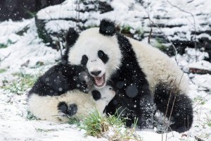 В венском зоопарке Шенбрунн панды также впервые увидели снег