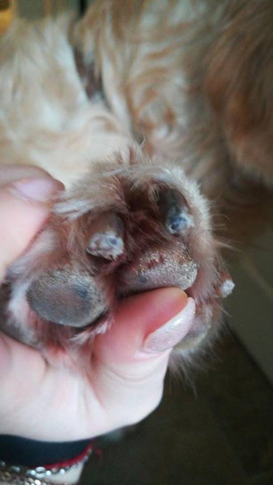 Двірники посипали дорогу невідомої сумішшю, від якої у собак роз'їдає лапи