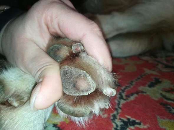 Двірники посипали дорогу невідомої сумішшю, від якої у собак роз'їдає лапи