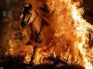 По народному поверью, лошади, которые пройдут через огонь накануне 17 января, очистятся от негатива