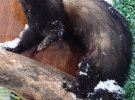 «Как живые»: охотник из Винницкой области Анатолий Ганчук превращает диких животных в фантастические чучела