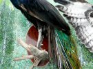 «Как живые»: охотник из Винницкой области Анатолий Ганчук превращает диких животных в фантастические чучела