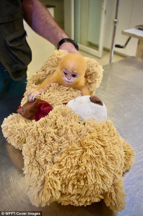 Мавпеня віком 1 тиждень вважає своєю матір'ю м'якого іграшкового ведмедя