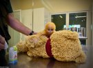 Обезьяна в возрасте одной недели считает своей матерью мягкого игрушечного медведя