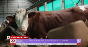 Корови в селі на Вінниччині мають спеціальні умови. Фото: скріншот