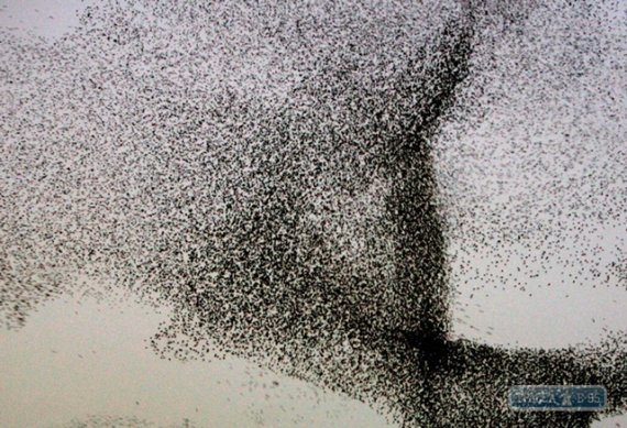 С наступлением морозов птицы страдают из-за нехватки пищи