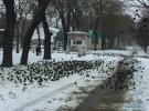Через морози птахи страждають від нестачі їжі