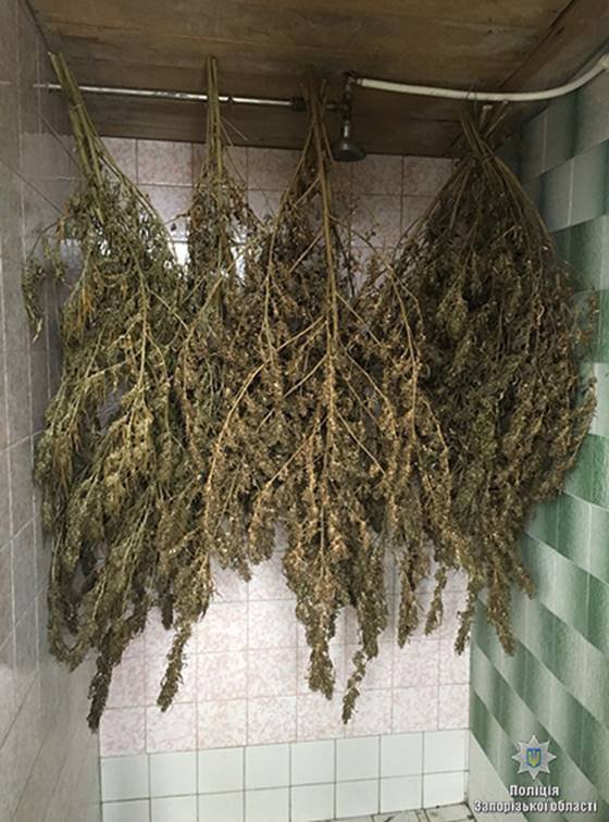 Полиция изъяла марихуаны на полмиллиона гривен у жителя Мелитополя на  Запорожье
