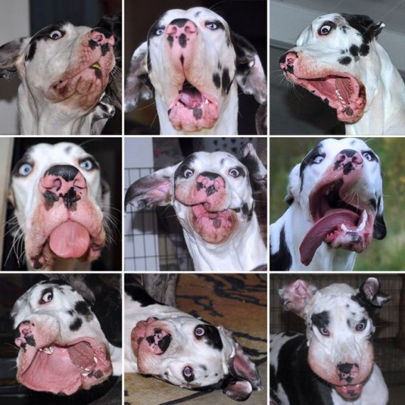 Фінський фотограф  Кріста Аалто в мережі показала знімки смішної міміки свого собаки
