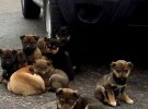 Полтавский рыбоохранный патруль ищет хозяев для 10 щенков