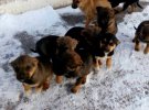 Полтавский рыбоохранный патруль ищет хозяев для 10 щенков