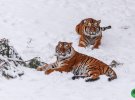 "Котиків вам у стрічку"