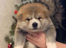 Стоимость щенка японского которые якита-ину - $ 1000