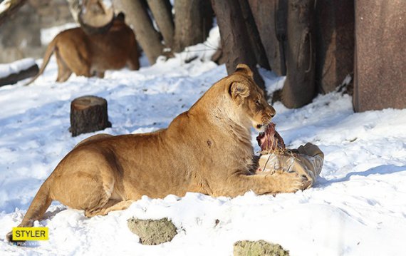 У столичному зоопарку живуть 4 африканських лева