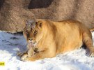 В столичном зоопарке живут 4 африканских льва 
