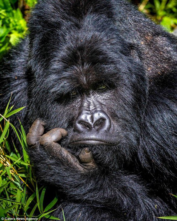 Вожак стаи горилл стал звездой интернета благодаря необычной задумчиво позе