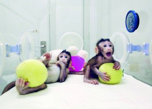 Клонованих мавп шеститижневу Чжон Чжон і восьмитижневу Хуа Хуа тримають у спеціальному боксі, як недоношених немовлят. Тварини не мають проблем зі здоров’ям