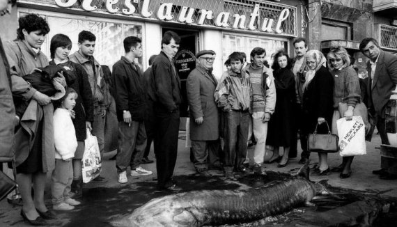 Работники крупного рыбного ресторана демонстрируют гигантскую белугу, чтобы доказать, что в заведении подаются только блюда из свежей рыбы