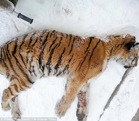 10-річну тигрицю знайшов біля свого порогу місцевий мешканець на окраїні села