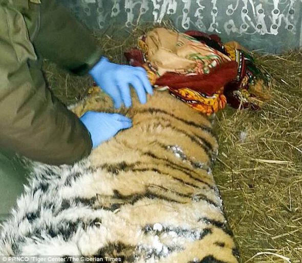 Эксперты ввели тигрице транквилизаторы и доставили в специализированный центр в Приморье