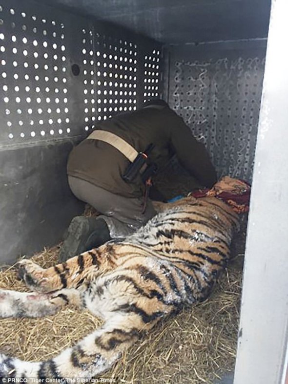 Експерти ввели тигриці транквілізатори та доправили у спеціалізований центр в Примор'ї