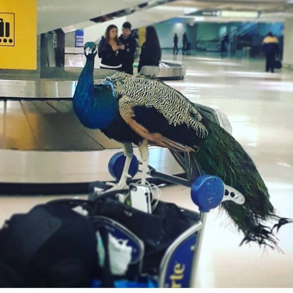 Павич Декстер зробив фото в аеропорту та поскаржився, що його 6 годин не пускали в літак