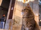 В Стамбуле коты чувствуют себя полноправными жителями
