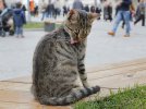В Стамбуле коты чувствуют себя полноправными жителями