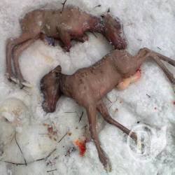 Браконьеры с приборами ночного видения расстреляли беременную самку лося