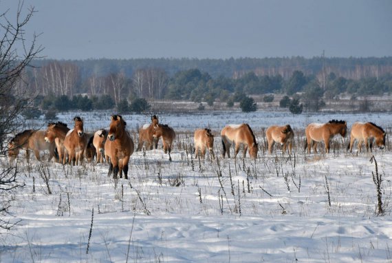 Тварини в Чорнобильській зоні: показали зимове життя мешканців 