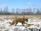 Животные в Чернобыльской зоне: показали зимнюю жизнь