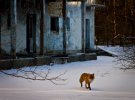 Животные в Чернобыльской зоне: показали зимнюю жизнь