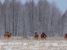 Животные в Чернобыльской зоне: показали зимнюю жизнь