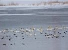 Животные в Чернобыльской зоне: показали зимнюю жизнь