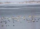 Тварини в Чорнобильській зоні: показали зимове життя мешканців 