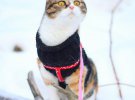 Коты и зима - трогательная фотоподборка как пушистики реагируют на снегопад