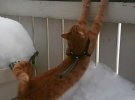 Коти і зима - зворушлива фотодобірка як пухнастики реагують на снігопад