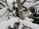 Коты и зима - трогательная фотоподборка как пушистики реагируют на снегопад