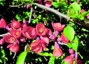 Японська айва — хеномелес квітне помаранчево-червоним або світло-­рожевим цвітом