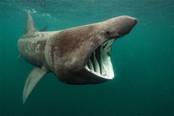 Гіганська акула