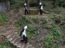 Наглядачі заповідника одягають костюми панд, щоб тварини їх не бачили