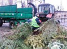 Коммунальщики провели утилизацию и переработку кучи елок, которые остались после праздников