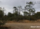 Экологическая катастрофа на горном хребте Тепе-Оба. Массово гибнет крымская сосна и 5 видов эндемиков.