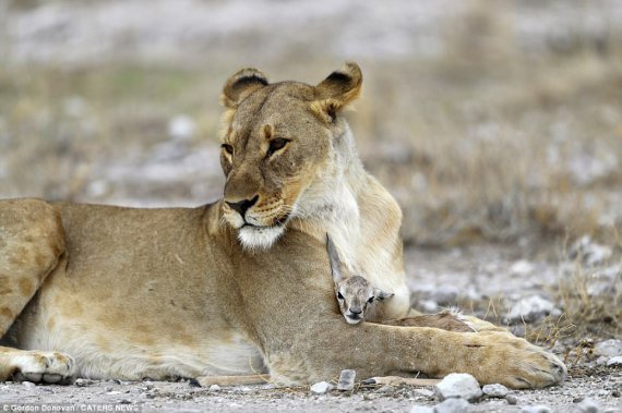 Левиця взяла на виховання дитинча антилопи, коли новий вожак убив її левеня