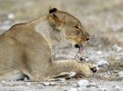 Львица взяла на воспитание детеныша антилопы, когда новый вожак убил ее львенка