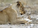 Львица взяла на воспитание детеныша антилопы, когда новый вожак убил ее львенка