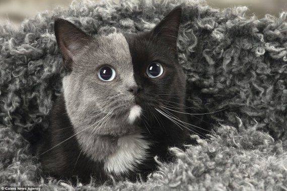 Унікальна кішка народилася через злиття двох яйцеклітин