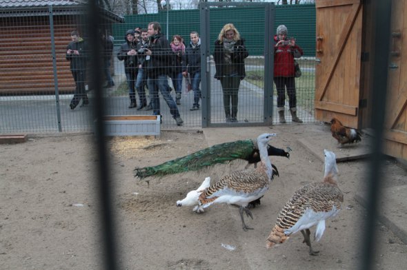 Янукович оставил после себя только зоопарк и свиноферму