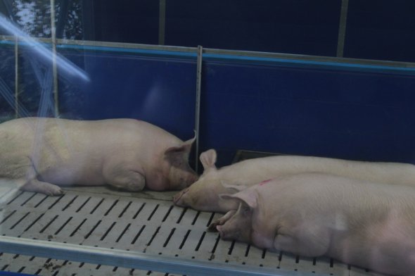 Янукович лишив після себе тільки зоопарк і свиноферму